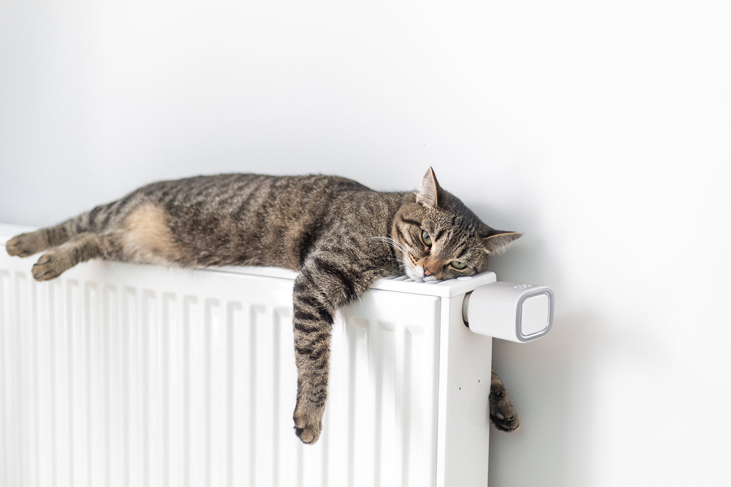 Shelly TRV - WLAN Thermostat für Heizkörperventile